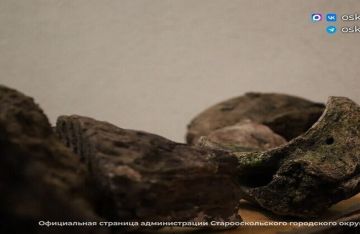 العثور على بقايا وحيد القرن الصوفي المنقرض في بيلغورود الروسية العثور على بقايا وحيد القرن الصوفي المنقرض في بيلغورود الروسية