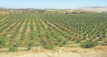 دراسة لتحويل وادي الأردن لإقليم تنموي مستدام.. هل تشق طريقها إلى الواقع؟ دراسة لتحويل وادي الأردن لإقليم تنموي مستدام.. هل تشق طريقها إلى الواقع؟