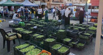 سوق رصيع الزيتون في إربد .. فرصة موسمية للعمل سوق رصيع الزيتون في إربد .. فرصة موسمية للعمل