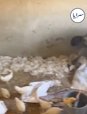 نفوق أكثر من 3500 دجاجة في مأدبا بسبب الكلاب