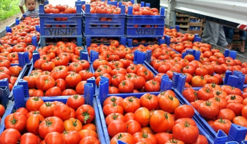 أسعار البندورة تهوي في الأسواق الأردنية