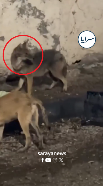 مشهد غير مألوف .. ذئب يتجول بحرية في شوارع حلاوة بعجلون .. فيديو