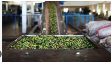 بدل الزيت الجاهز مقترح باستيراد حب الزيتون لدعم الاقتصاد الوطني وتشغيل العمالة