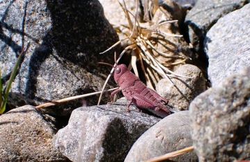 جندب وردي يثير دهشة العلماء في نيوزيلندا