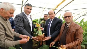 البحوث الزراعية ينظم يوما حقليا لحصاد الكركم في إربد