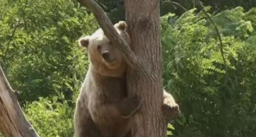 اليابان تسمح للشرطة باستخدام الأسلحة النارية لمواجهة انتشار الدببة