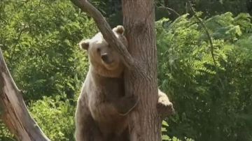 اليابان تسمح للشرطة باستخدام الأسلحة النارية لمواجهة انتشار الدببة