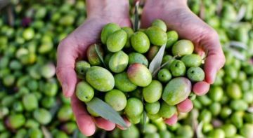 مهرجان أرض الزيتون يجسد عبق التراث الأردني