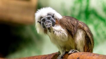 حديقة حيوان تحتفل بولادة نادرة لقرد تامارين قطني (صور)