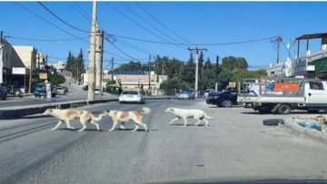 اربد: إصابة 3 طلاب ومعلمة وولية أمر اثر هجوم كلاب ضالة على مدرسة