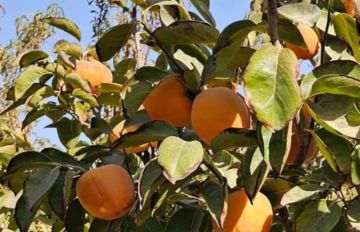 المفرق: نجاحات لافتة بزراعة الكاكا المفرق: نجاحات لافتة بزراعة الكاكا