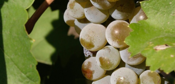 فائدة مهمة جدا للعنب.. إليكم ما كشفته آخر الدراسات