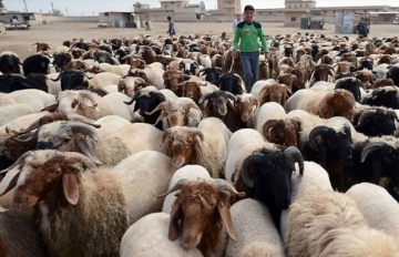 منصة الكترونية لترقيم الأغنام بالأردن منصة الكترونية لترقيم الأغنام بالأردن