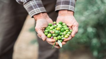 انخفاض كمية إنتاج الزيتون الداخل إلى المعاصر بنسبة 24 