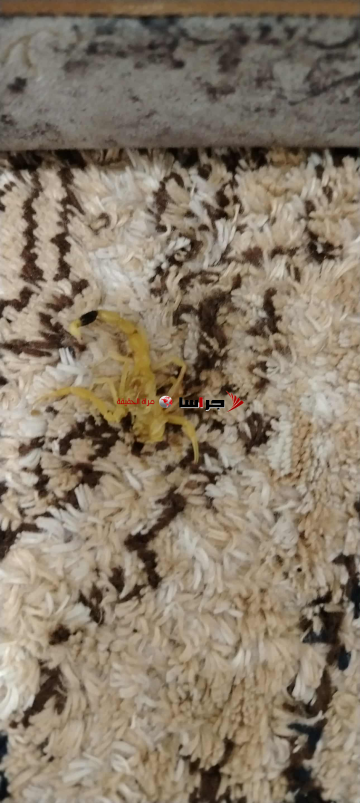 تعرض شاب في الطفيلة للدغة من اخطر العقارب سمية تعرض شاب في الطفيلة للدغة من اخطر العقارب سمية