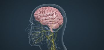 دراسة جديدة تكشف مفاجأة عن مرض الزهايمر... إليكم التفاصيل دراسة جديدة تكشف مفاجأة عن مرض الزهايمر... إليكم التفاصيل