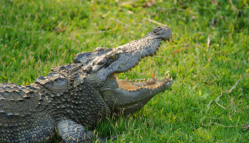 هل تبكي التماسيح حقا؟ .. إليك الحقيقة وراء دموع التماسيح هل تبكي التماسيح حقا؟ .. إليك الحقيقة وراء دموع التماسيح