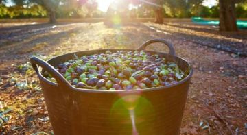 الرواشدة: بدء اختيار المشاركين في مهرجان الزيتون الوطني من بين أكثر من ألفي طلب الرواشدة: بدء اختيار المشاركين في مهرجان الزيتون الوطني من بين أكثر من ألفي طلب