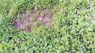 الزراعات الشتوية في جرش تنتعش مع الأمطار وتوفر دخلا ثابتا لمئات الأسر