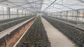 مشتل فيصل الحرجي يتجاوز خطته الإنتاجية بنسبة 150 