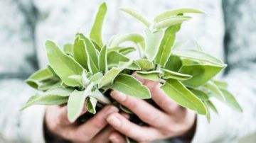 الميرمية والبردقوش سر توازن الهرمونات الطبيعي عند النساء