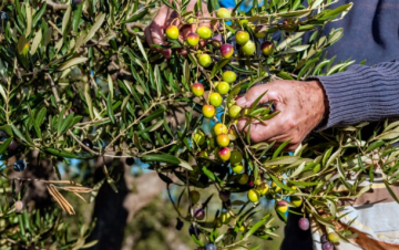 اتحاد المزارعين يحذر من طقس صعب الجمعة ويدعو لتأجيل قطاف الزيتون