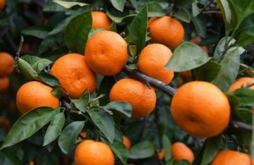 اليوسفي بين الفوائد والمخاطر .. نصائح هامة لمرضى المعدة