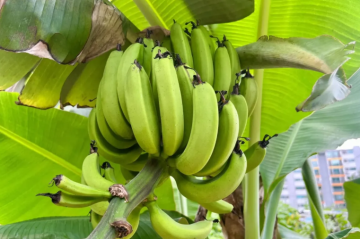 تأثير الموز على سكر الدم .. ما الذي يجب معرفته؟