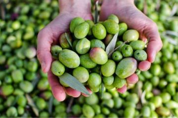 الأمطار تعزز إنتاجية الزيتون وتنعش آمال مزارعي الكورة