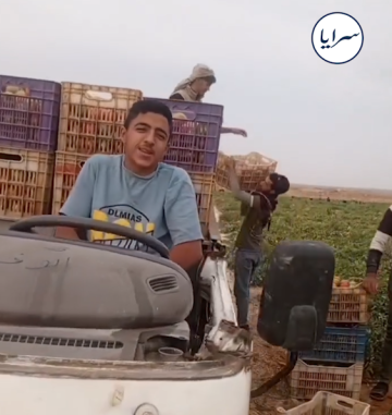 بالفيديو .. مزارعون في المفرق يحولون باص خط إلى بكب لنقل البندورة بالفيديو .. مزارعون في المفرق يحولون باص خط إلى بكب لنقل البندورة