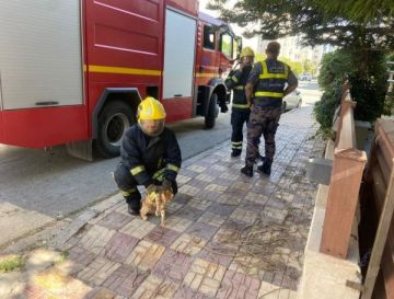 إنقاذ قطة علقت أعلى شجرة في شارع مكة