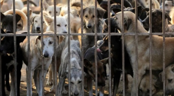 الأردن.. بلدية كبرى توقع اتفاقية لإنشاء أول مأوى للكلاب الضالة الأردن.. بلدية كبرى توقع اتفاقية لإنشاء أول مأوى للكلاب الضالة