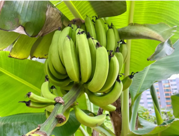 تأثير الموز على سكر الدم... ما الذي يجب معرفته؟