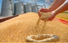 مصر تستهدف شراء 5 ملايين طن من القمح المحلي الموسم المقبل