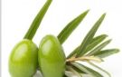أوراق الزيتون الأخضر: كنز طبيعي لتعزيز الصحة وحماية الجسم من الأمراض