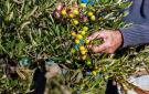 انخفاض إنتاج الزيتون في جرش 90 مقارنة بالعام الماضي - jo