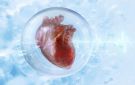 إنجاز ثوري .. إعادة تفعيل جين يتوقف بعد الولادة يمكن القلب البشري من إصلاح نفسه ذاتيا!