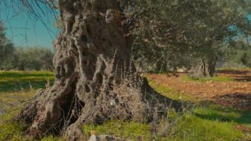 الرواشدة يعلن إدراج شجرة زيتون المهراس على قائمة التراث في اليونسكو الرواشدة يعلن إدراج شجرة زيتون المهراس على قائمة التراث في اليونسكو