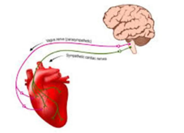 تقنية تعيد شباب القلب