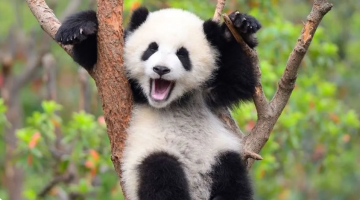 دولة آسيوية تودع آخر باندا لأول مرة منذ 1972 دولة آسيوية تودع آخر باندا لأول مرة منذ 1972