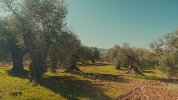 إدراج شجرة زيتون المهراس على قائمة التراث غير المادي لليونسكو يعزز الهوية الثقافية لعجلون إدراج شجرة زيتون المهراس على قائمة التراث غير المادي لليونسكو يعزز الهوية الثقافية لعجلون