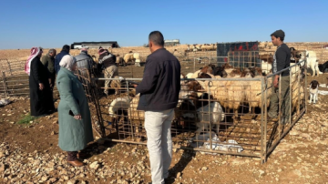 زراعة البادية الشمالية الغربية ترقم 25 ألف رأس من الضأن والماعز زراعة البادية الشمالية الغربية ترقم 25 ألف رأس من الضأن والماعز