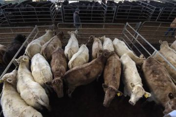 صادرات لحوم البقر الأسترالية تصل مستوى قياسي صادرات لحوم البقر الأسترالية تصل مستوى قياسي