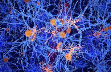 علاج مبتكر للصرع يعيد الذاكرة ويقي من النوبات