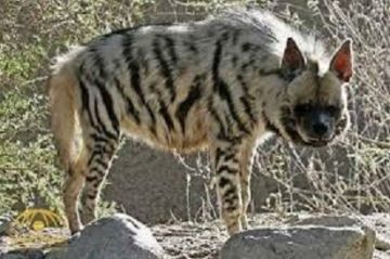 فيديو - ضبع يتجول بين المنازل في سحاب ويثير الذعر والأهالي يطالبون بتدخل عاجل فيديو - ضبع يتجول بين المنازل في سحاب ويثير الذعر والأهالي يطالبون بتدخل عاجل