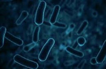 بكتيريا فائقة قد تفتح آفاقا جديدة في صناعة أدوية للسرطان والخرف بكتيريا فائقة قد تفتح آفاقا جديدة في صناعة أدوية للسرطان والخرف