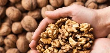 تناول حفنة من الجوز يوميا يحمل العديد من الفوائد! تناول حفنة من الجوز يوميا يحمل العديد من الفوائد!