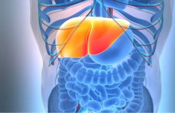 أوراق التوت تكشف عن مكمل طبيعي يحمي الكبد من تراكم الدهون