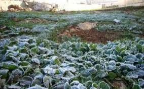 زراعة الاغوار الشمالية تدعو متضرري الصقيع لاستكمال وثائقهم