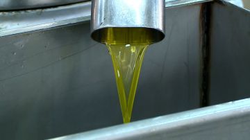 الزراعة: لا حالات غش في مهرجان الزيتون الوطني الزراعة: لا حالات غش في مهرجان الزيتون الوطني